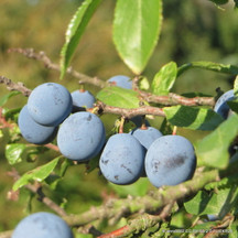 Blackthorn (Prunus spinosa)