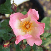 Old English and Shrub Roses