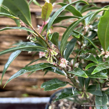 Small Shrubs 1-3ft