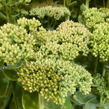 Sedum