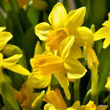 Daffodils and Narcissus