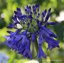 Agapanthus