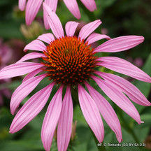Echinacea