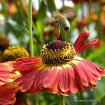 Perennial Collections