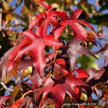 Pleached sweet gum (Liquidambar)