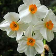 Large Flowered Daffodils and Narcissi