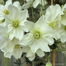 Evergreen Climbers