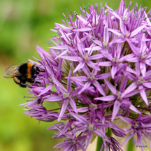 Alliums