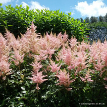 Perennial Collections for Damp Shade