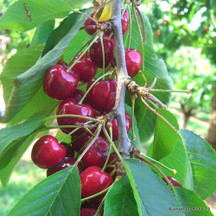 Cherries