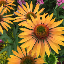 Perennials for Sun