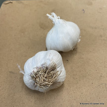 Garlic & Onion bulbs