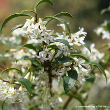 Osmanthus burkwoodii (Sweet olive)