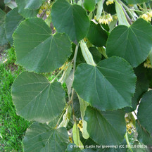 Pleached lime (Tilia)