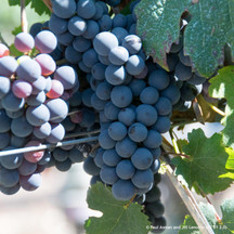 Grapes