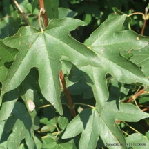 Native Hedging Mixes