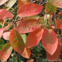 Amelanchier (Shadbush)