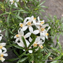Medium evergreen shrubs