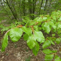 Beech (Fagus)