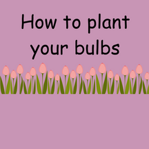 Spring Bulb Planting Hints