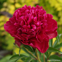 Peonies