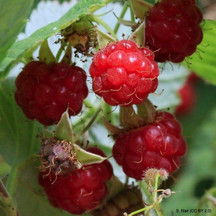 Raspberry 'Malling Leo' 