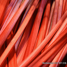 Rhubarb