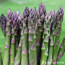 Asparagus Crowns