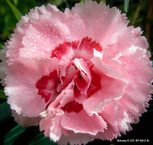 Dianthus