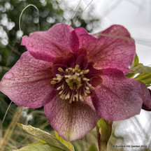 Hellebore