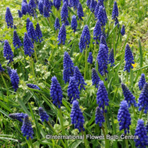 Muscari