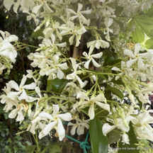 Jasmine & Trachelospermum