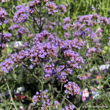 Verbena