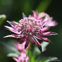 Astrantia