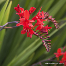 Crocosmia