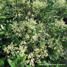 Ligustrum (Privet)