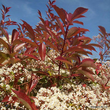 Pleached red robin (Photinia)