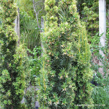 Taxus bac. Fastigiata' (Irish Yew)