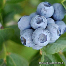 Blueberries