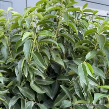 Laurel (Prunus)
