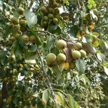 Pear (Pyrus)