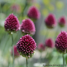 Alliums
