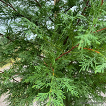 Cupressocyparis (Leylandii)