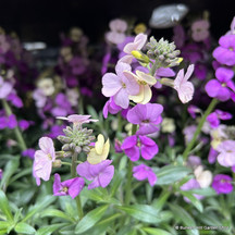 Erysimum