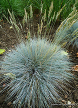 Festuca