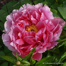 Peonies in 3ltr pots