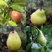 Pear Trees