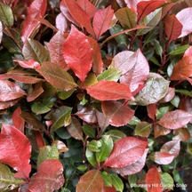 Photinia 'Red Robin'