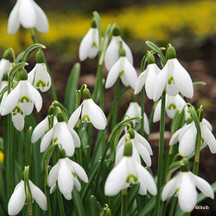 Snowdrops and Bluebells