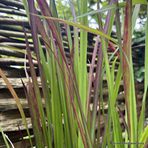 Imperata